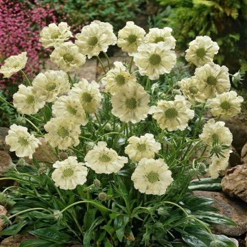 Scabiosa caucasica alba