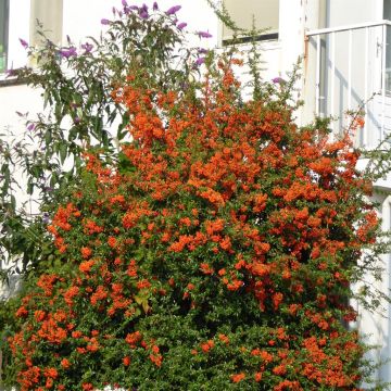 Pyracantha Vuurdoorn 2