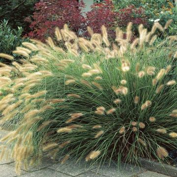 Pennisetum alopecuroides  Hameln