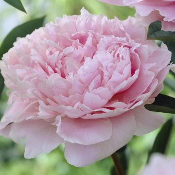 Paeony Sarah Bernardt V3