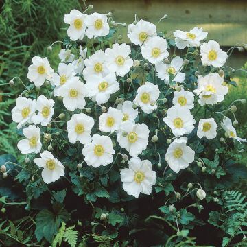 Anemone honorine Jobert v2