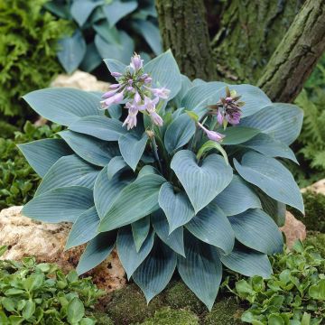 Hosta Halcyon Hosta Halcyon