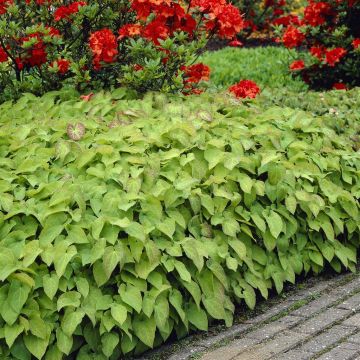 Epimedium Rubrum
