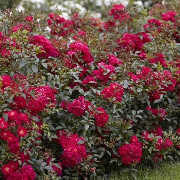 Fairy Rose Red