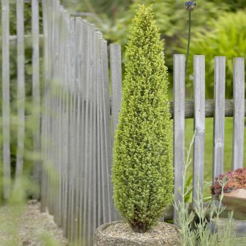 Juniperus communis compressa