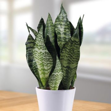 Sansevieria Zeylanica - hoogte 45-50