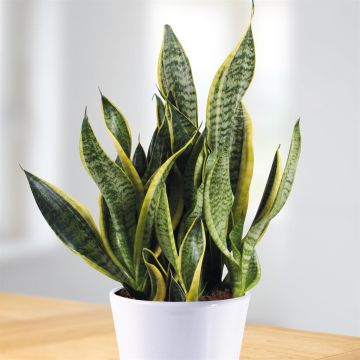 Sansevieria Futura Superba - hoogte55-60
