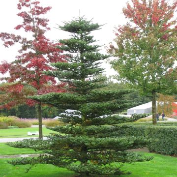 Abies koreana v1