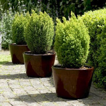 Chamaecyparis lawsoniana Ellwood's Gold