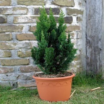 Chamaecyparis lawsoniana Little Spire