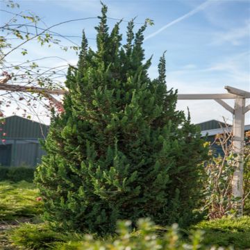 Chamaecyparis lawsoninana Wisselii