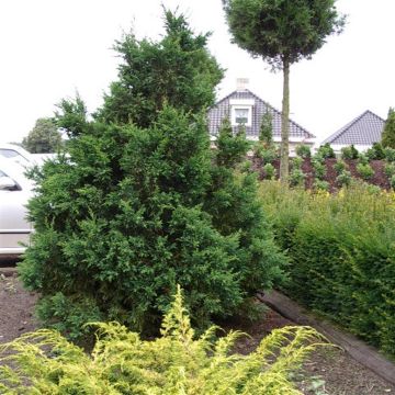 Chamaecyparis obtusa Drath