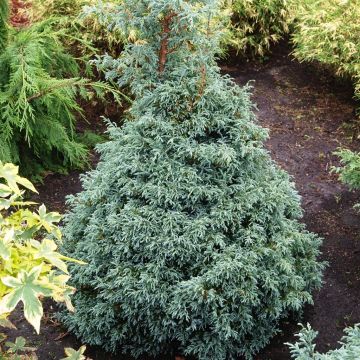 Chamaecyparis pisifera Baby Blue