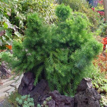 Cryptomeria japonia Monstrosa Nana