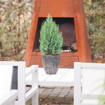 Juniperus chinensis Stricta Juniperus chinensis Stricta