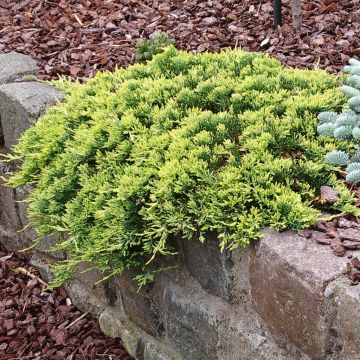 Juniperus horizontalis Golden Carpet