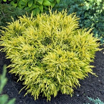 Juniperus horizontalis Lime Glow
