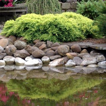 Juniperus pfitzeriana Gold Coast