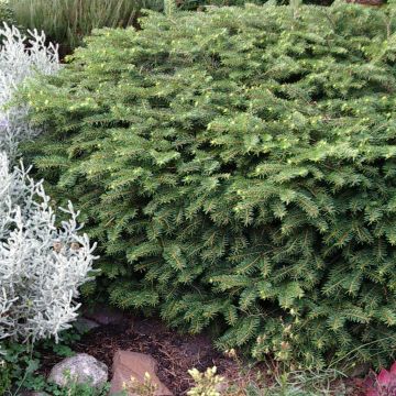 Picea abies Nidiformis