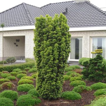 Taxus baccata David