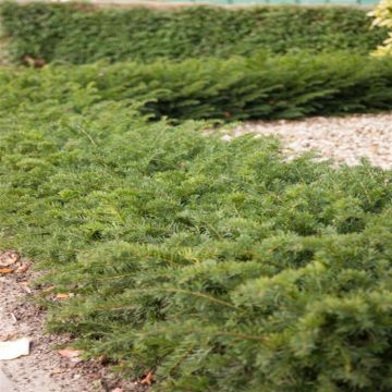 Taxus baccata Repandens