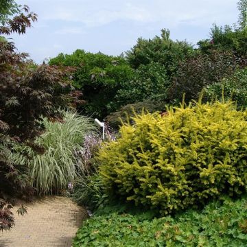 Taxus baccata Summergold