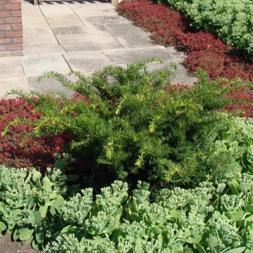 Taxus media Farmen