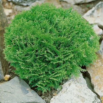 Thuja occidentalis Danica Thuja occidentalis Danica