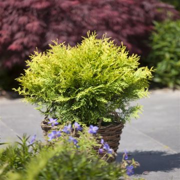 Thuja occidentalis Golden Globe