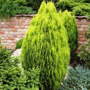 Thuja orientalis Aurea Nana