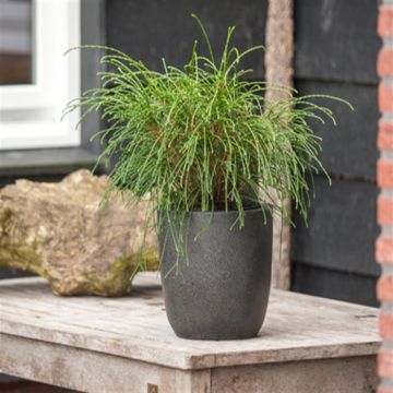 Thuja plicata Whipcord