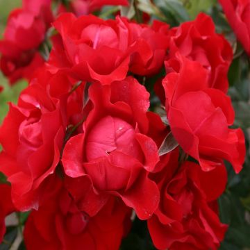 Black Forest Rose Black Forest Rose