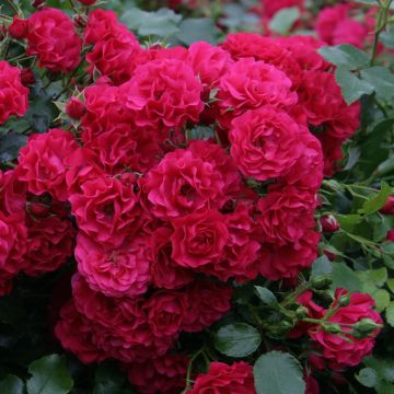 Gärtnerfreude Gärtnerfreude