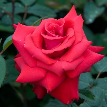 Grande Amore Grande Amore