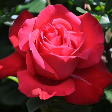 Dame de Coeur Dame de Coeur