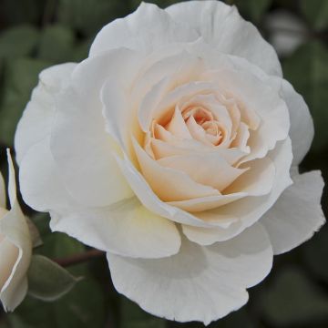Rosa 'Sweet Blondie'