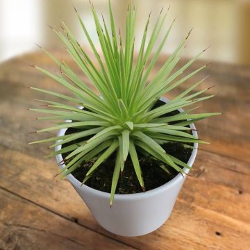 agave nana1 13 cm