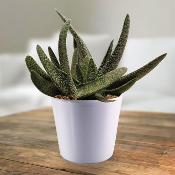 Gasteria verrucosa.jpg