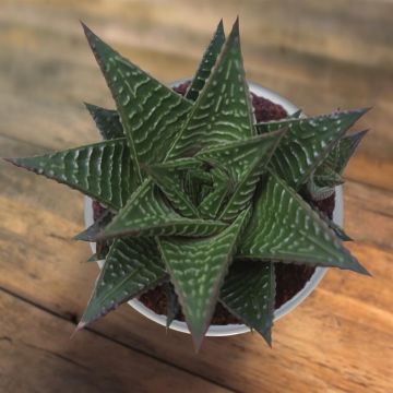 Haworthia limifolia.jpg Haworthia limifolia.jpg