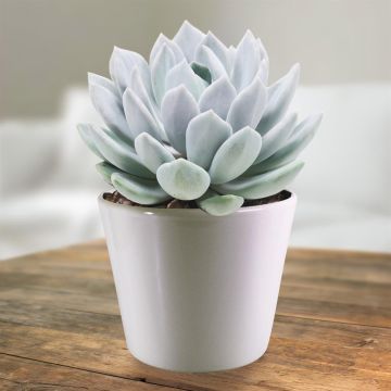 Pachyveria corvus.jpg Pachyveria corvus.jpg