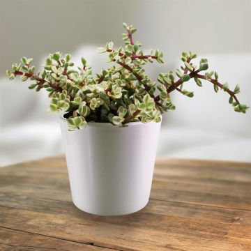 Portulacaria afra variegata 10,5 cm.jpg Portulacaria afra variegata 10,5 cm.jpg