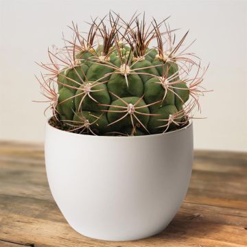 Gymnocalycium saglione 13 cm.jpg