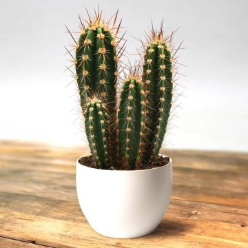 neocardenasia  herzogiana.jpg