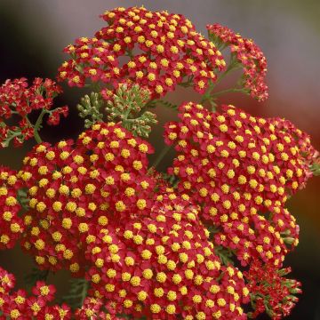 Achillea millefolium Paprika Achillea millefolium Paprika
