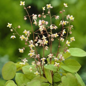 Epimedium pubigerum Epimedium pubigerum