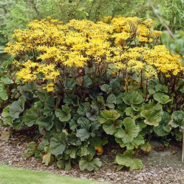 Ligularia dentata Othello Ligularia dentata Othello