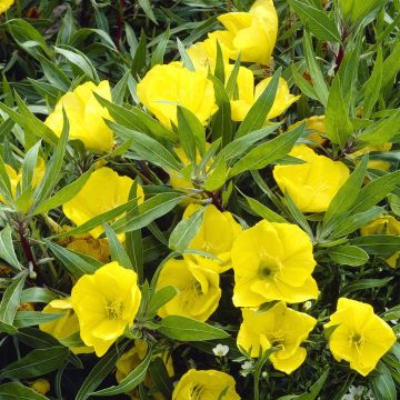 Oenothera macrocarpa Oenothera macrocarpa