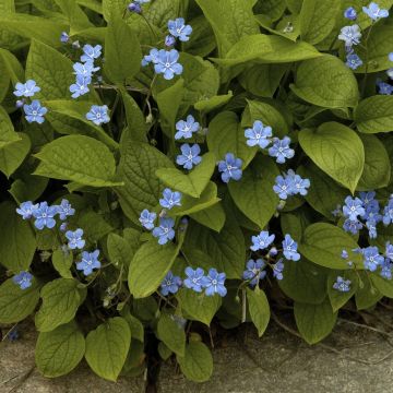 Omphalodes verna Omphalodes verna