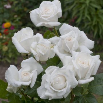 Rosa Annapurna