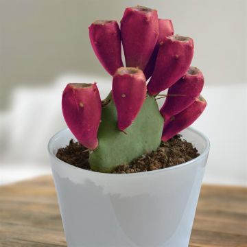 Opuntia vulgaris